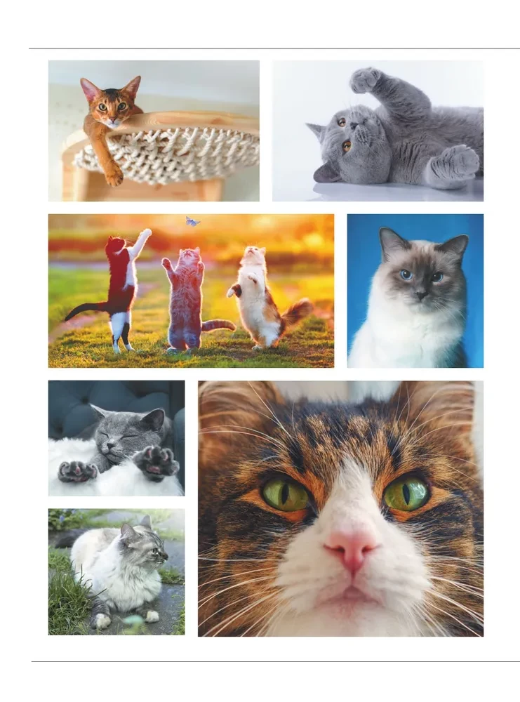 Cats. A Large Visual Encyclopedia