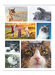 Cats. A Large Visual Encyclopedia