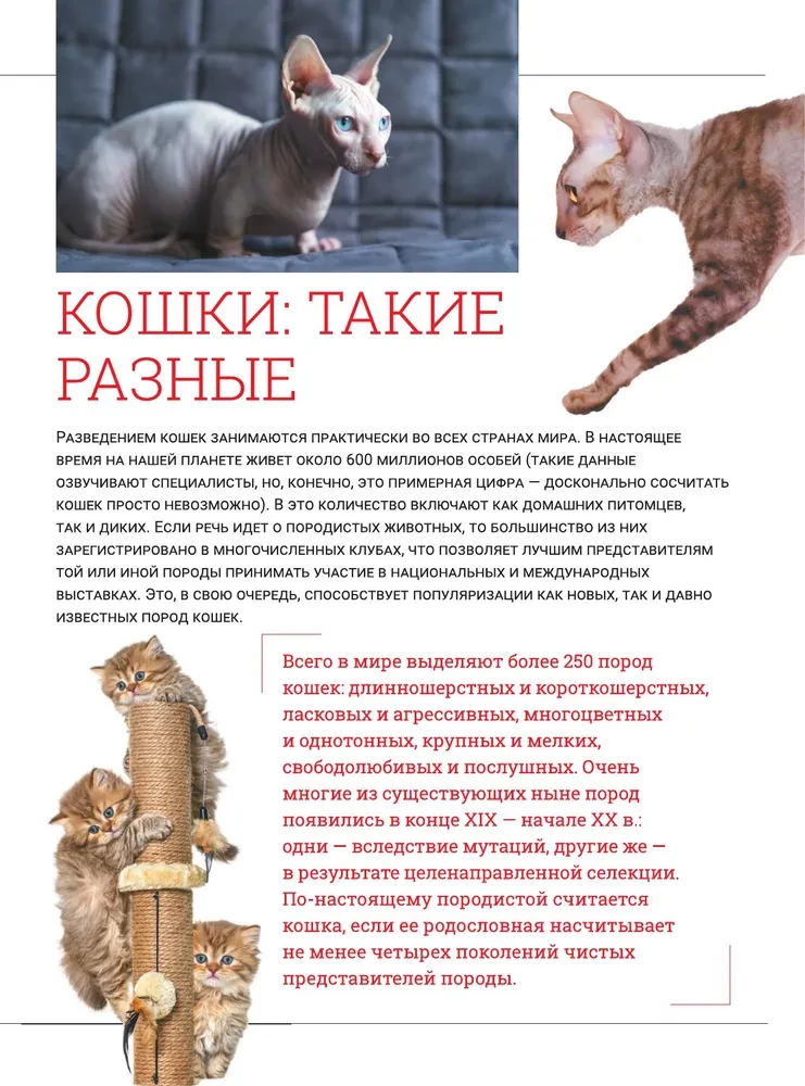 Cats. A Large Visual Encyclopedia