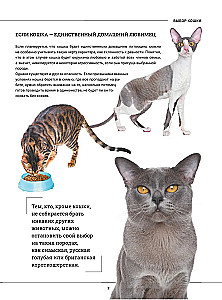 Cats. A Large Visual Encyclopedia