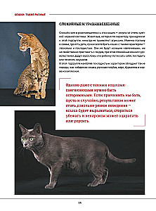 Cats. A Large Visual Encyclopedia