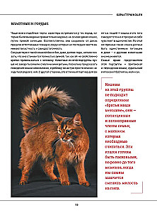 Cats. A Large Visual Encyclopedia