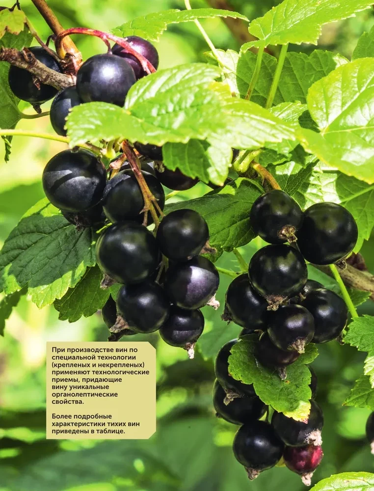 Frucht- und Beerenwein. Technologie der heimischen Zubereitung