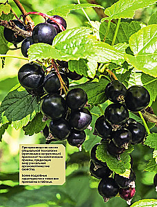 Frucht- und Beerenwein. Technologie der heimischen Zubereitung