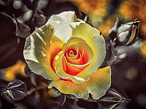 Diamond Mosaic - Tea Rose