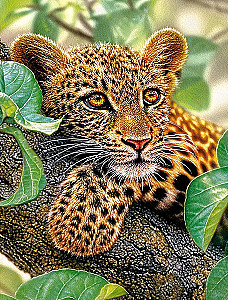 3D deimantų mozaika su uždėtu rėmu - Leopardas