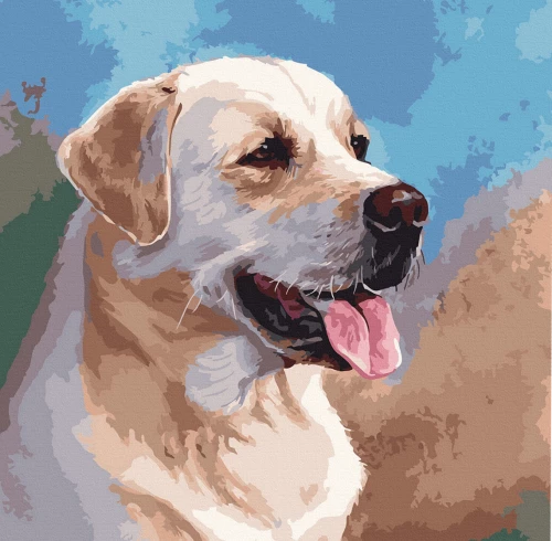 Numbrimaal - Labradori retriiver