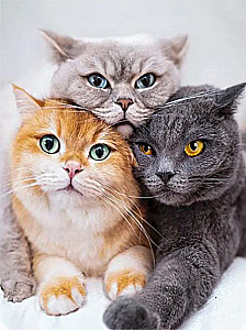 Painting by Numbers - Three Cute Cats