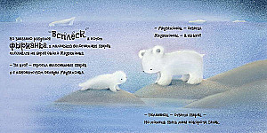 Der kleine Bär erkundet die Welt um sich herum. Ein Märchen