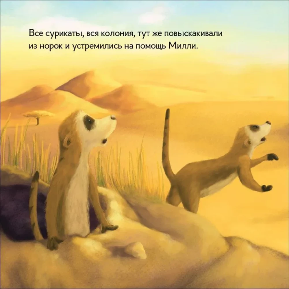 Mili surikata saugoja