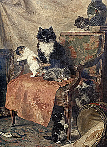 The Best Tales About Cats and Kittens