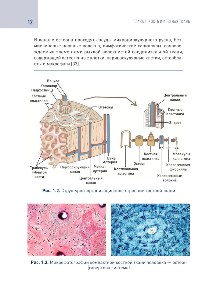 Modern Technologies for Bone Tissue Defect Replacement