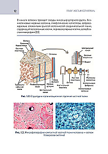 Modern Technologies for Bone Tissue Defect Replacement