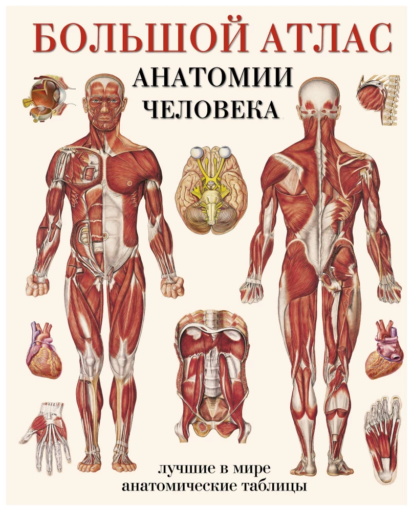 The Grand Atlas of Human Anatomy