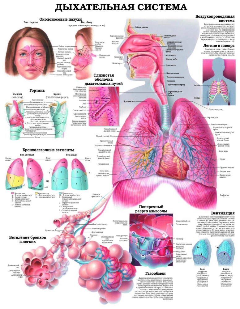 The Grand Atlas of Human Anatomy