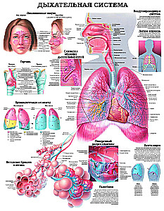 The Grand Atlas of Human Anatomy