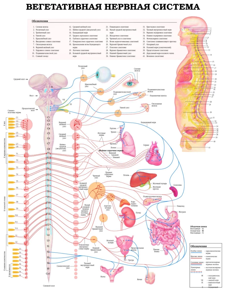 The Grand Atlas of Human Anatomy