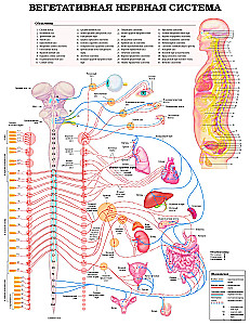 The Grand Atlas of Human Anatomy