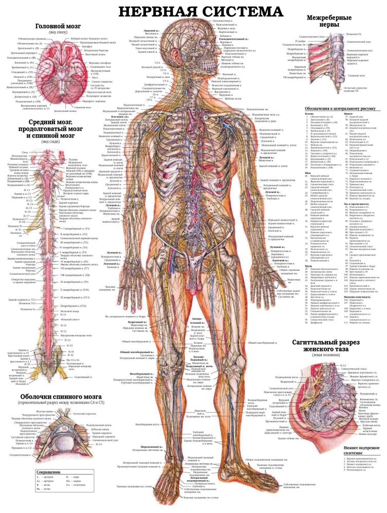 The Grand Atlas of Human Anatomy