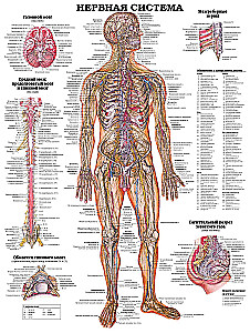 The Grand Atlas of Human Anatomy