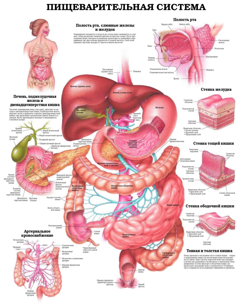 The Grand Atlas of Human Anatomy