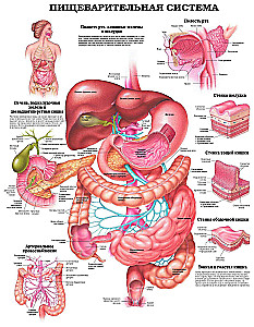 The Grand Atlas of Human Anatomy
