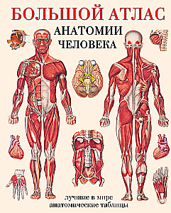 Wielki atlas anatomii człowieka
