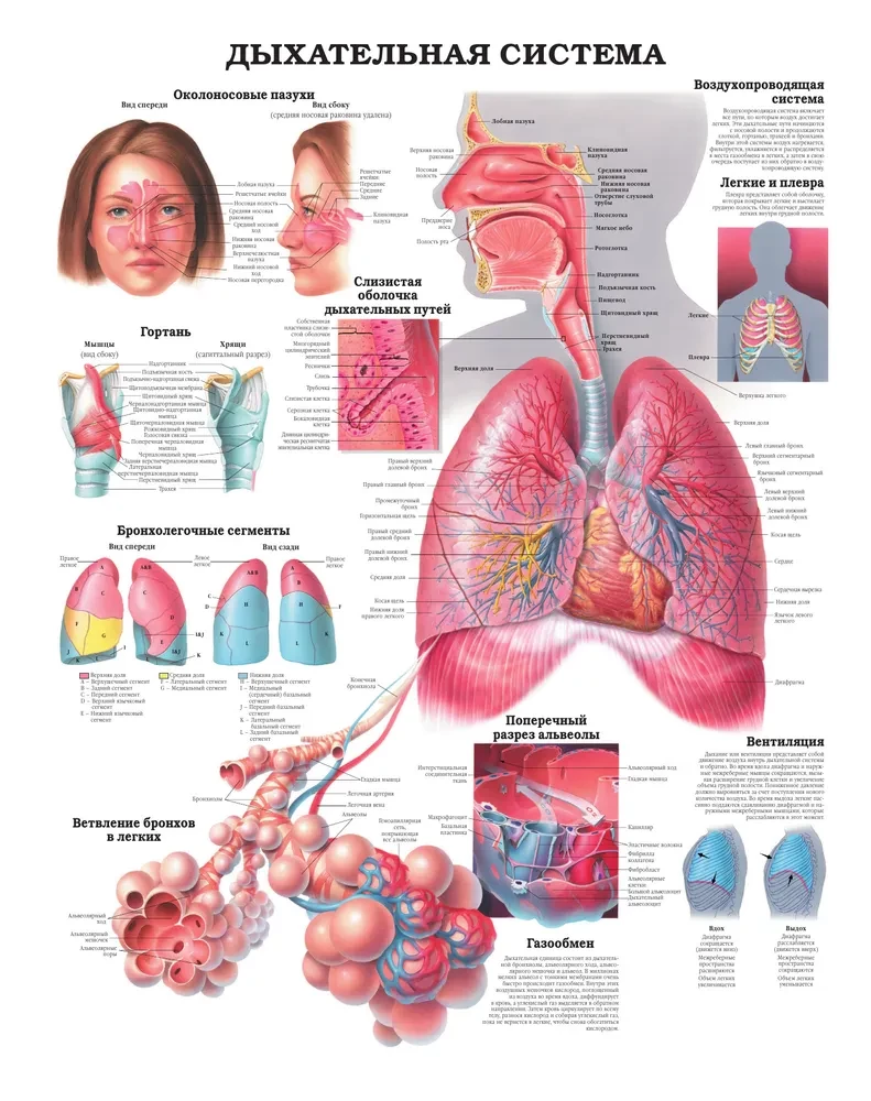 Wielki atlas anatomii człowieka