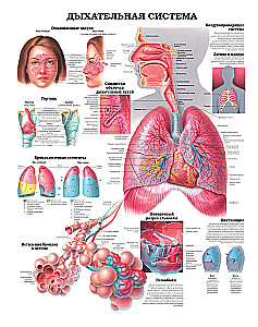 Wielki atlas anatomii człowieka