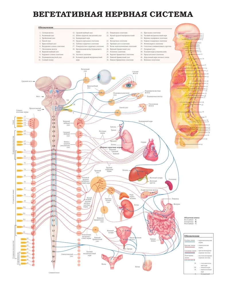 Wielki atlas anatomii człowieka