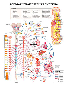 Wielki atlas anatomii człowieka