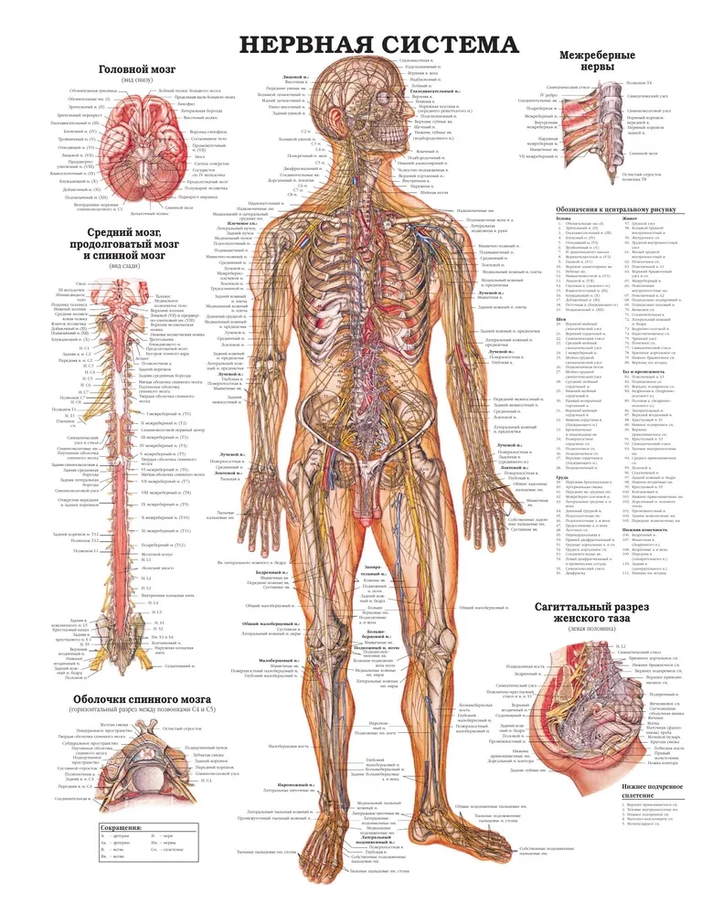 Wielki atlas anatomii człowieka