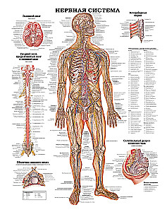 Wielki atlas anatomii człowieka