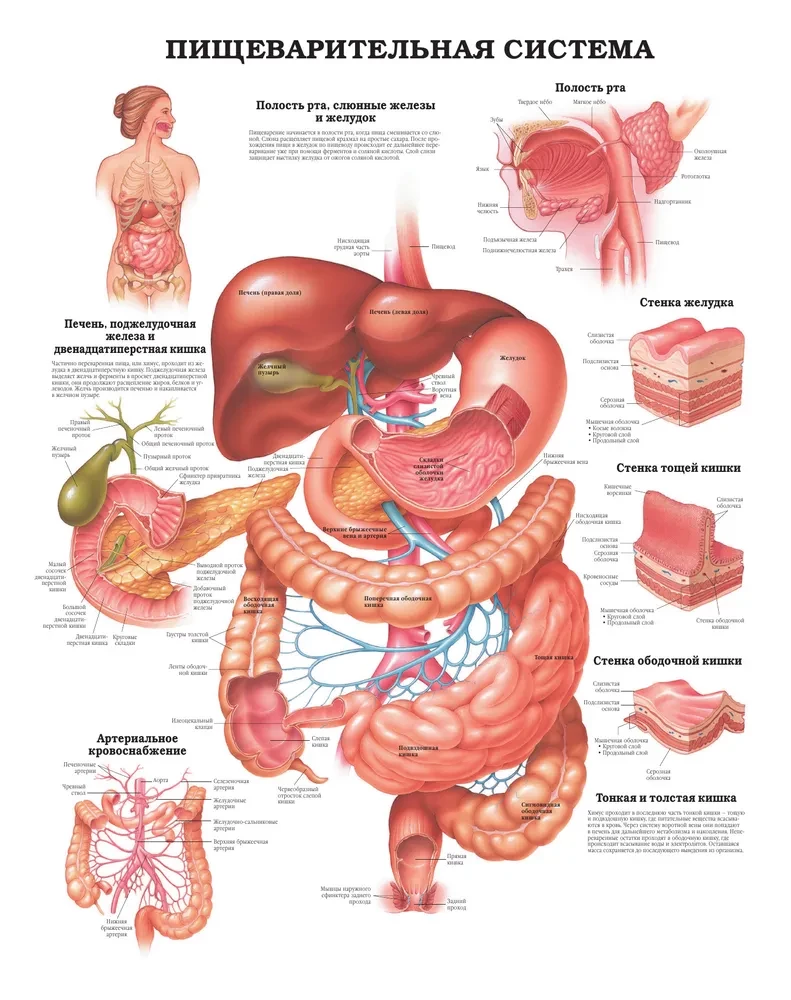 Wielki atlas anatomii człowieka