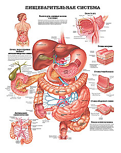 Wielki atlas anatomii człowieka