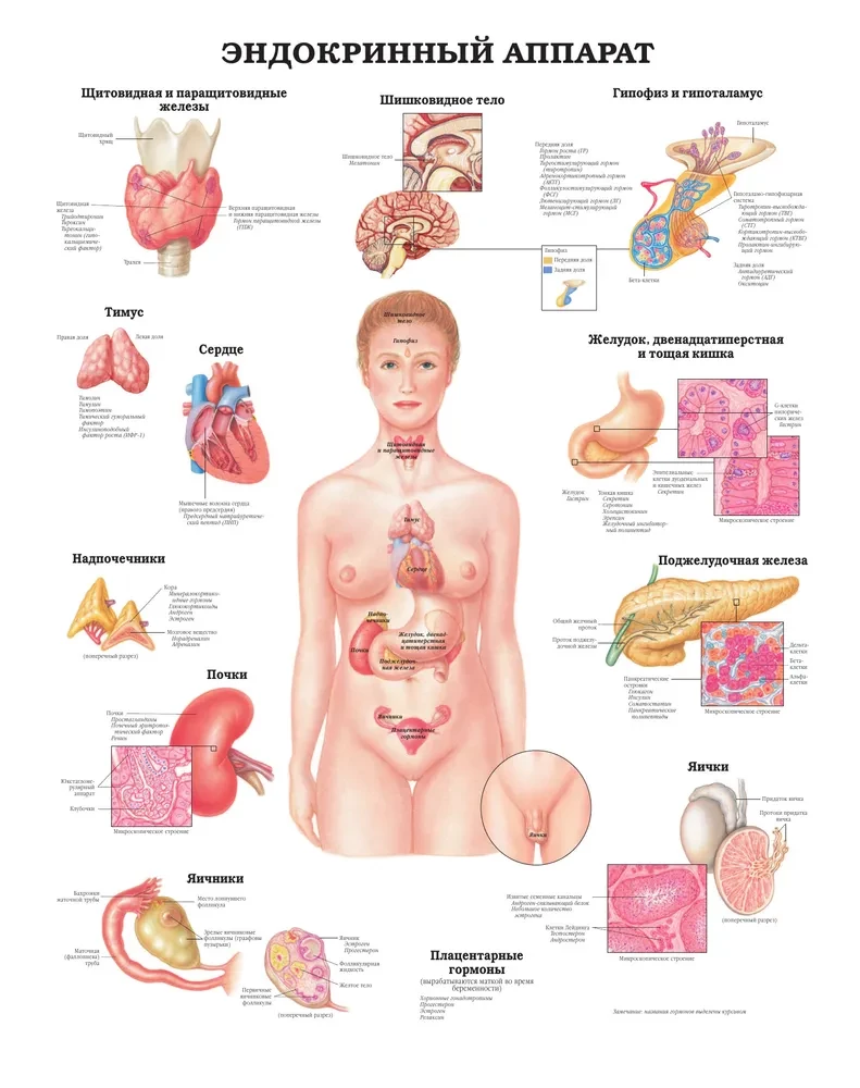Wielki atlas anatomii człowieka