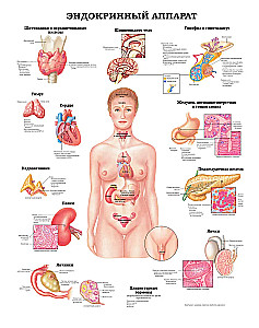 Wielki atlas anatomii człowieka