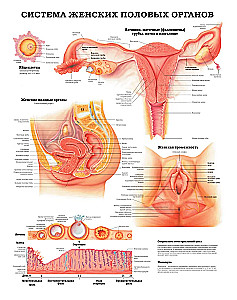 Wielki atlas anatomii człowieka