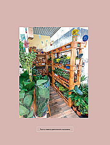 About Plants. How to Choose Indoor Plants for Your Style and Care for Them Without Stress