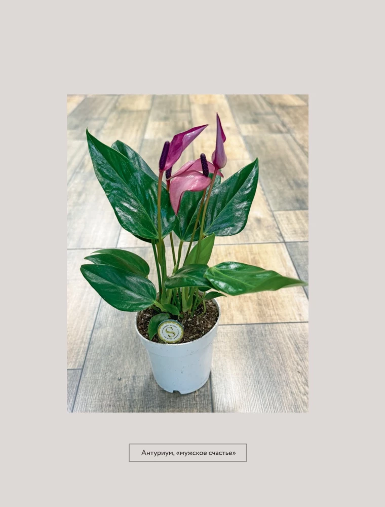 About Plants. How to Choose Indoor Plants for Your Style and Care for Them Without Stress