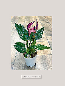 About Plants. How to Choose Indoor Plants for Your Style and Care for Them Without Stress