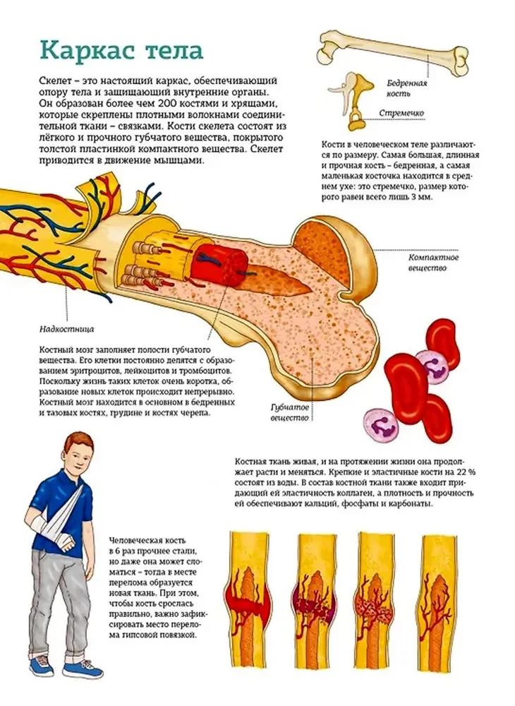Žmogaus kūnas. Anatomijos atlasas iliustracijose