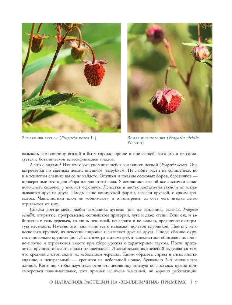 Plants of the Big City. A Guide to the Amazing World of Nature in Metropolises and Beyond