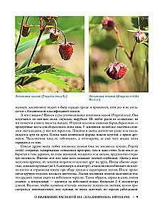 Plants of the Big City. A Guide to the Amazing World of Nature in Metropolises and Beyond