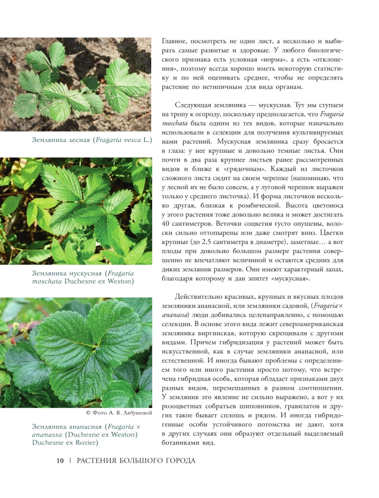 Plants of the Big City. A Guide to the Amazing World of Nature in Metropolises and Beyond