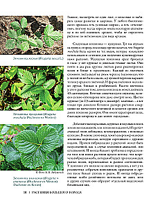 Plants of the Big City. A Guide to the Amazing World of Nature in Metropolises and Beyond