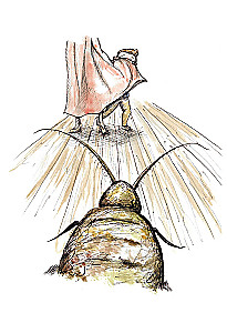 The Boy and the Cockroach. A Story for Those Who Are Tired of Being a Prisoner of Their Thoughts