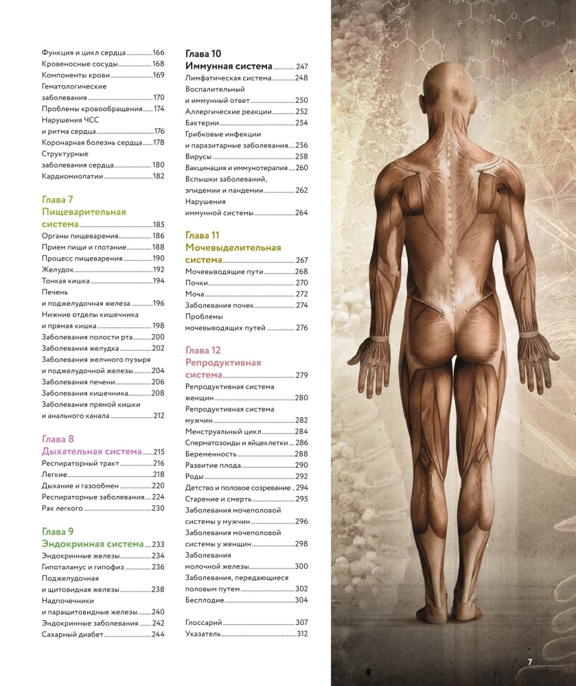 Human Anatomy. A Visual Guide to All Body Systems: Norms and Pathologies