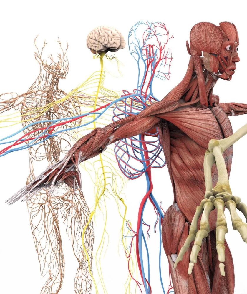 Human Anatomy. A Visual Guide to All Body Systems: Norms and Pathologies