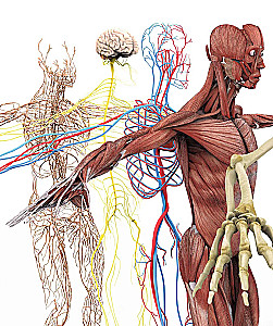 Human Anatomy. A Visual Guide to All Body Systems: Norms and Pathologies